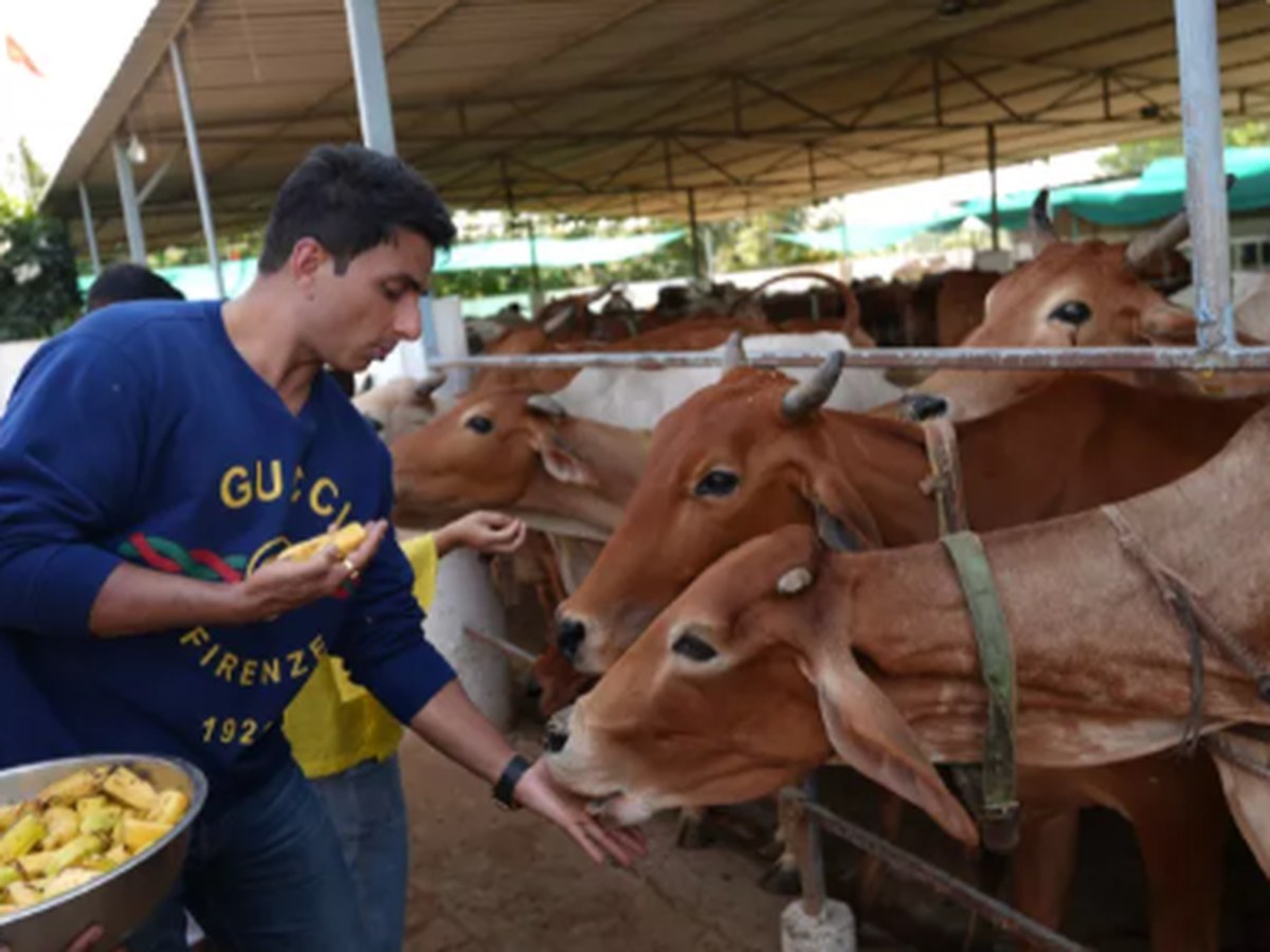 A devotee hand-feeding cows at the Surabhi Gaushala in Vrindavan